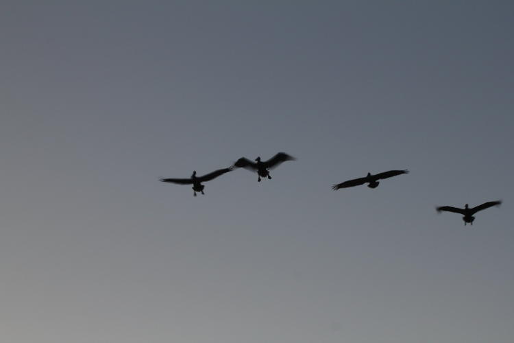 flight of brown pelicans Pelecanus occidentalis ruining my shot