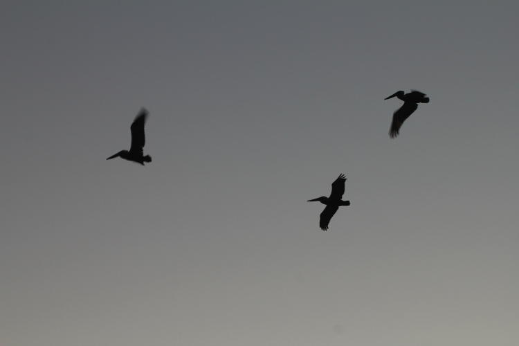 flight of brown pelicans Pelecanus occidentalis after ruining the author's shot
