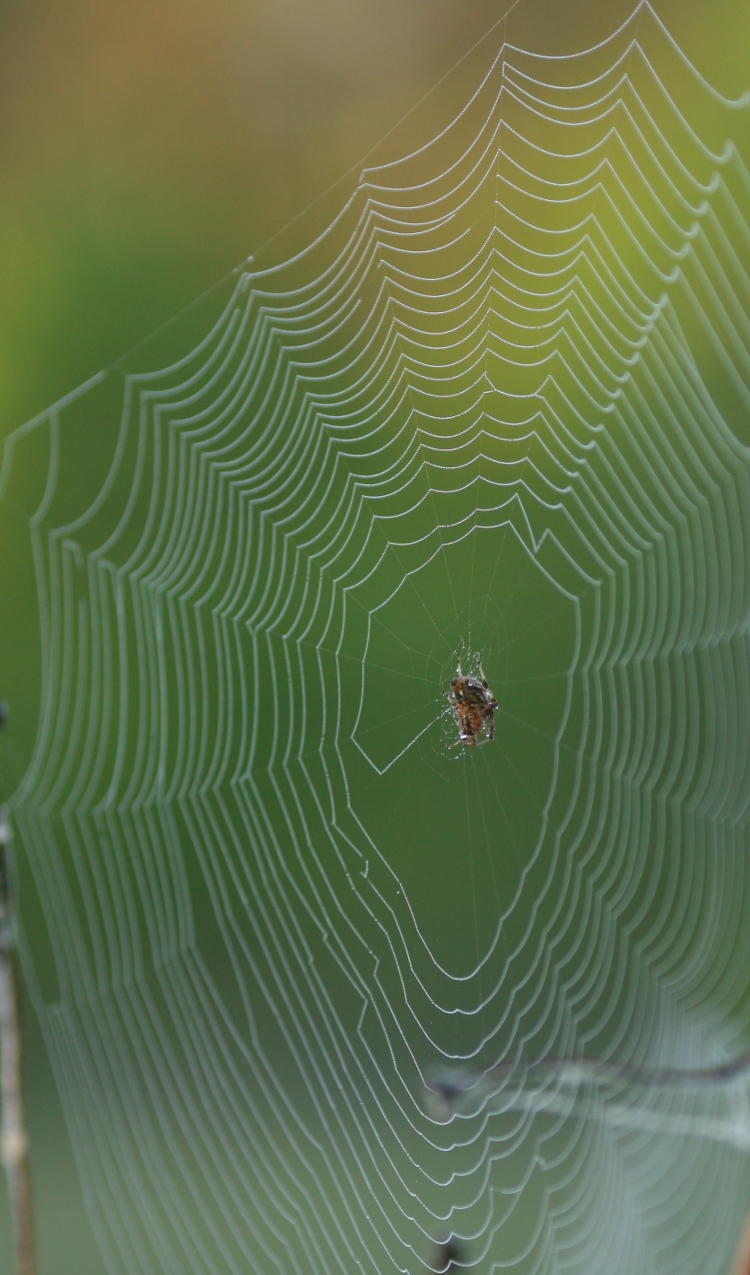 spider web in early morning fog