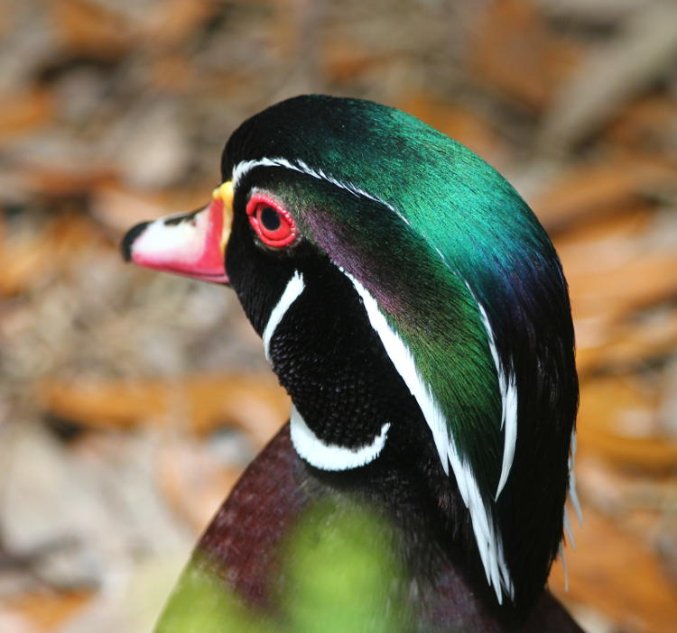 wood duck Aix sponsa portrait showing iridescence of head feathers