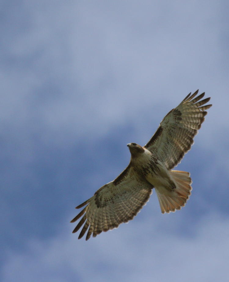 red-tailed hawk Buteo jamaicensis banking against scattered sky