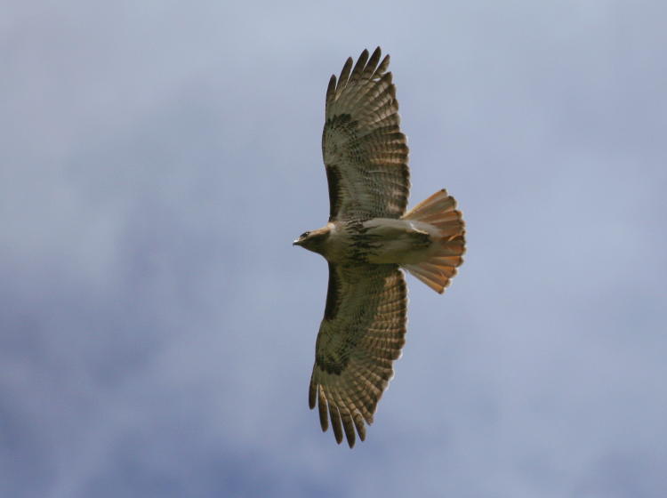 red-tailed hawk Buteo jamaicensis showing catchlight