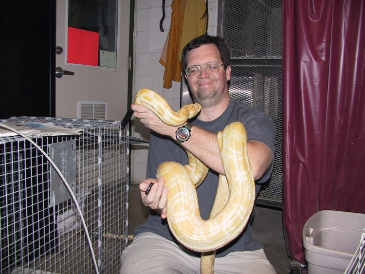 The author about to be consumed by an amelanistic Burmese python Python bivittatus