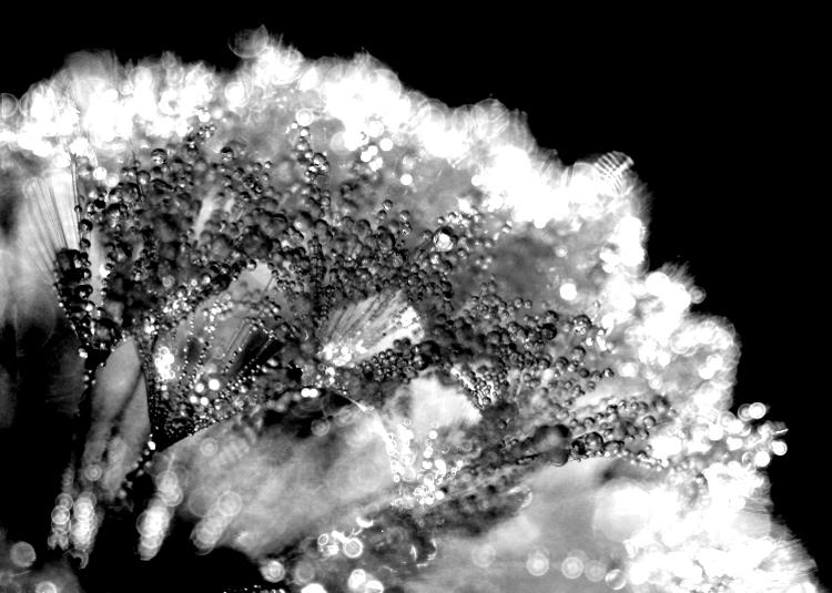 dandelion and dew in extreme contrast monochrome