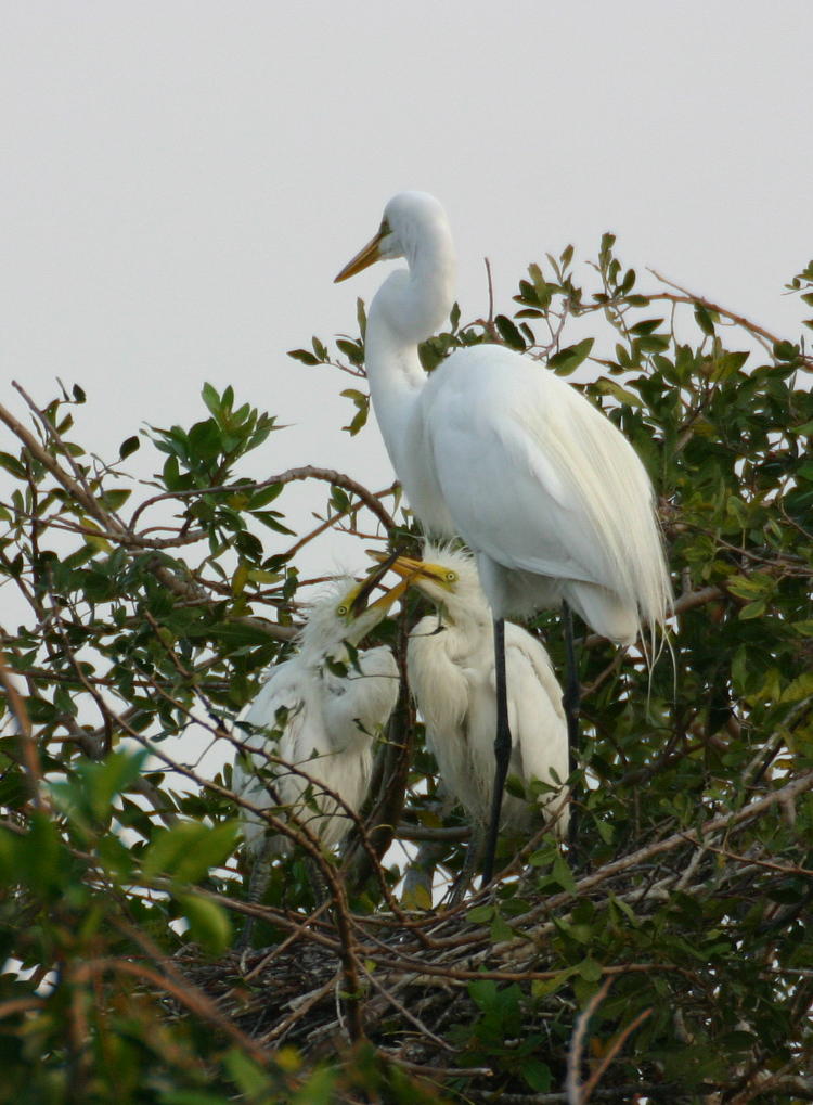 parent and juvenile great egrets Areda alba in nest, Venice Area Audubon Society Rookery