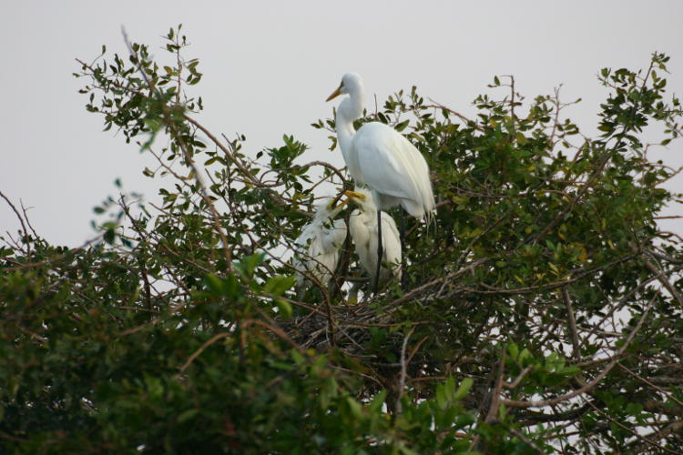 same image full-frame of great egret Ardea alba nest