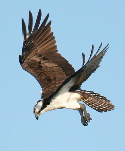 osprey Pandion haliaetus in dive