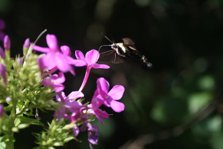 snowberry clearwing moth Hemaris diffinis feeding from Phlox paniculata, full frame