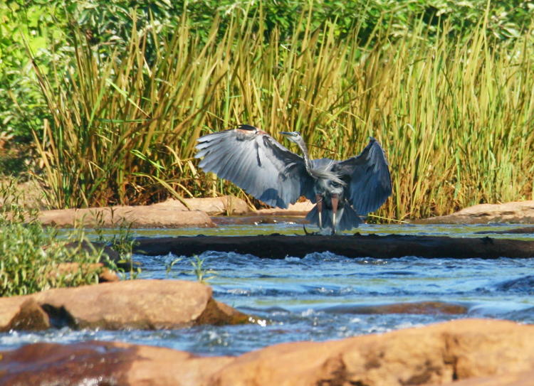 great blue heron Ardea herodias landing on rock in Neuse River