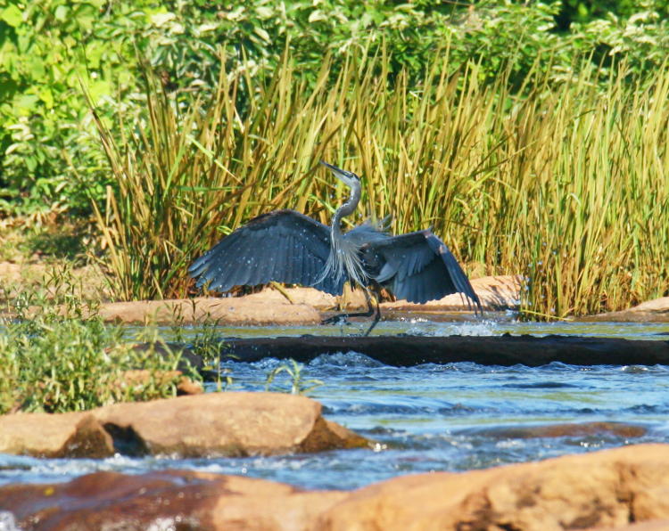 great blue heron Ardea herodias trying to regain its aplomb