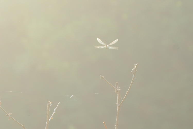unidentified dragonfly hovering over perch in early sunlight