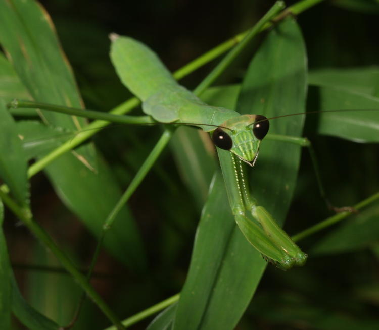 Chinese mantis Tenodera sinensis looking dapper