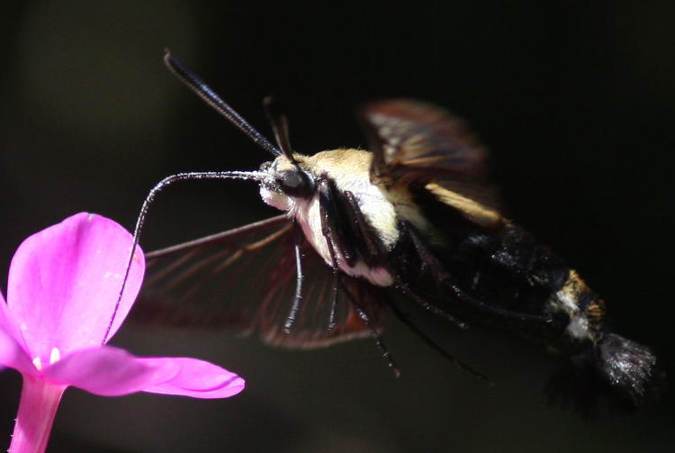 snowberry clearwing moth Hemaris diffinis at Phlox paniculata, in detail