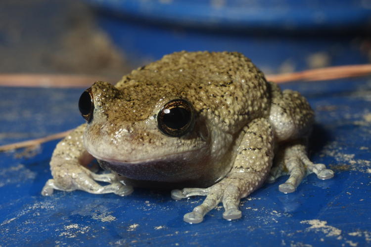 Copes grey treefrog Hyla chrysoscelis after a swim