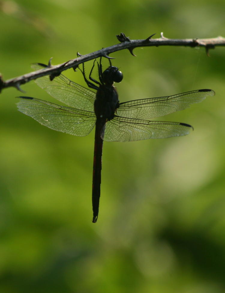 unidentified sleepy dragonfly