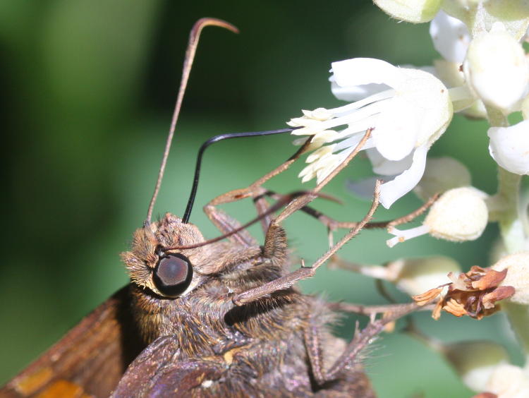 possibly silver-spotted skipper Epargyreus clarus showing proboscis