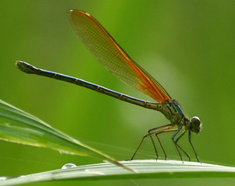 damselfly probably American rubyspot Hetaerina americana, inset