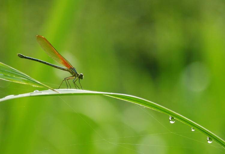 damselfly, probably American rubyspot Hetaerina americana, on reed with dew