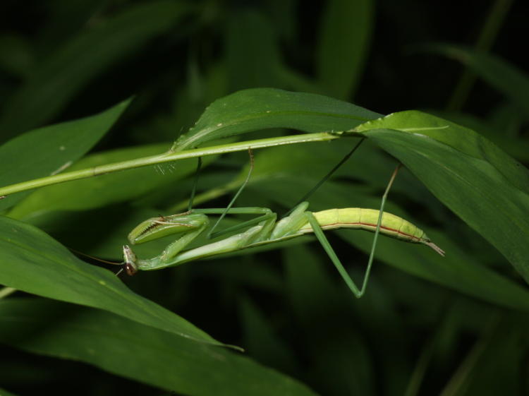 Chinese mantis Tenodera sinensis perched under grasses
