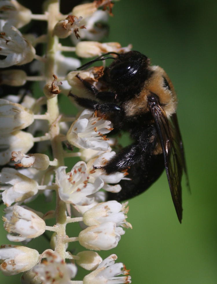 unidentified carpenter bee on unidentified flower