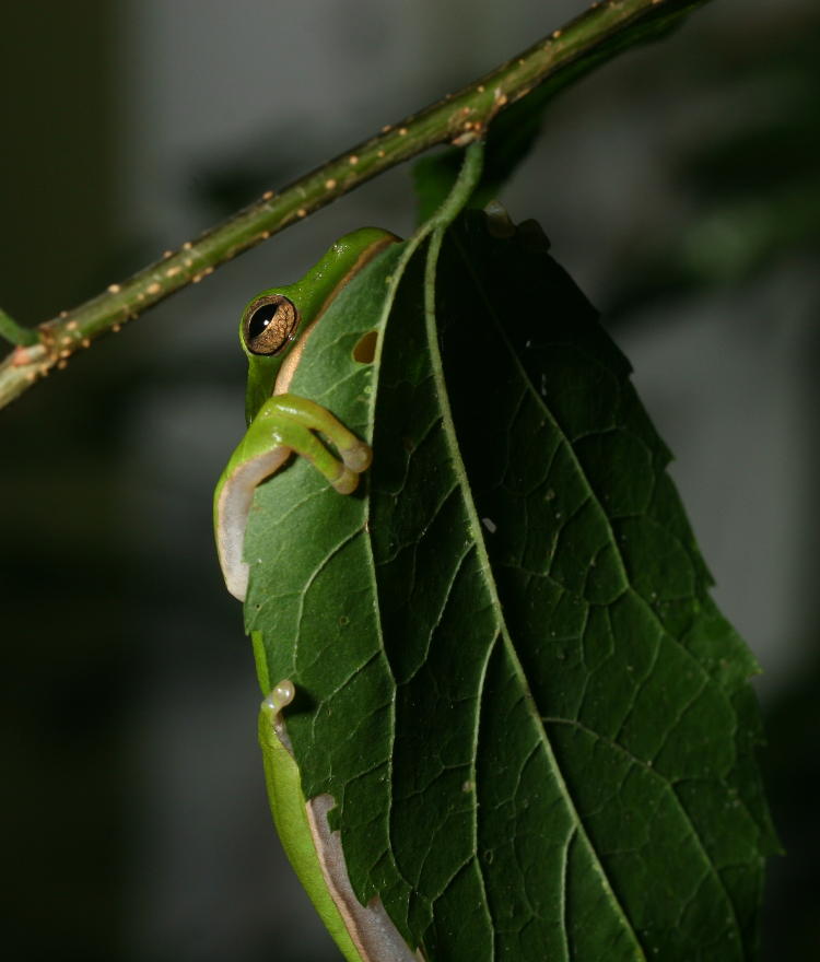 green treefrog hanging almost hidden behind leaf