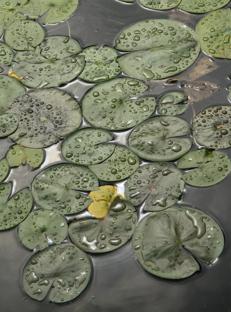 raind-laden lily pads on Cayuga Lake