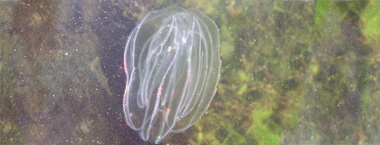 comb jelly Ctenophora showing refraction along cilia comb rows costae