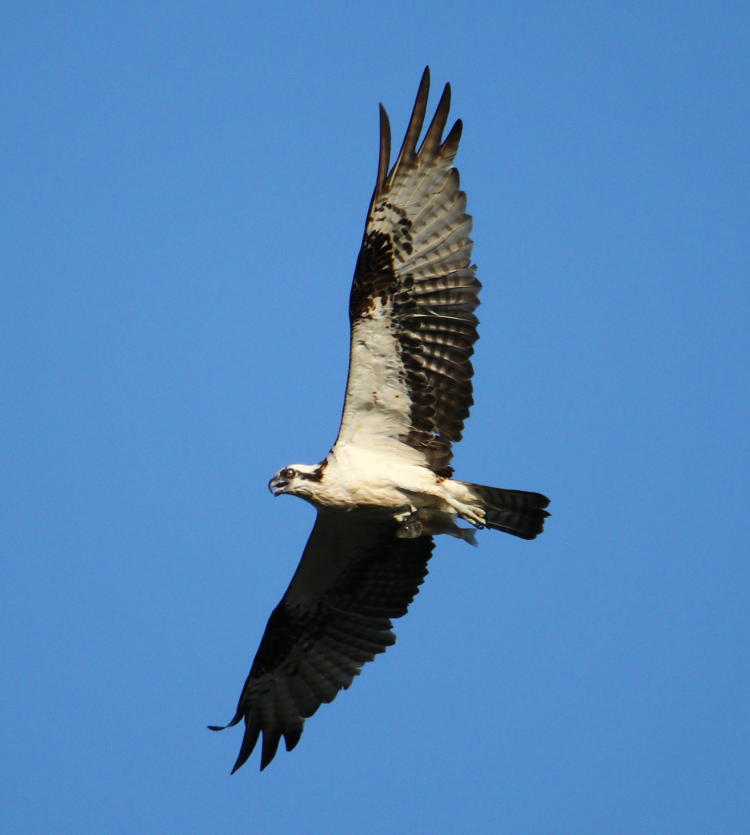 another osprey Pandion haliaetus with fish