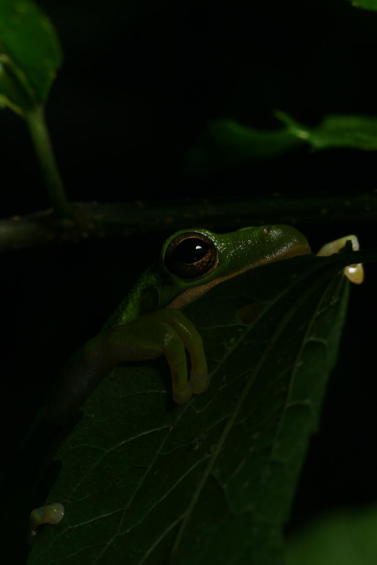 green treefrog Hyla cinerea creeping on the neighbors