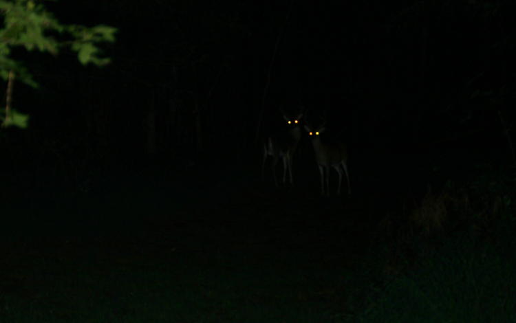 white-tailed deer Odocoileus virginianus watching warily in the dark