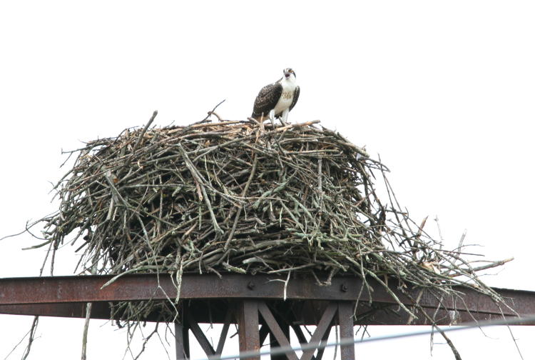 osprey Pandion haliaetus in likely eagle's nest on electrical tower