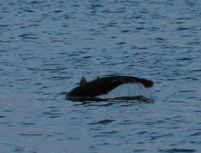 unidentified fish leaping from waters of Cayuga Lake in early morning