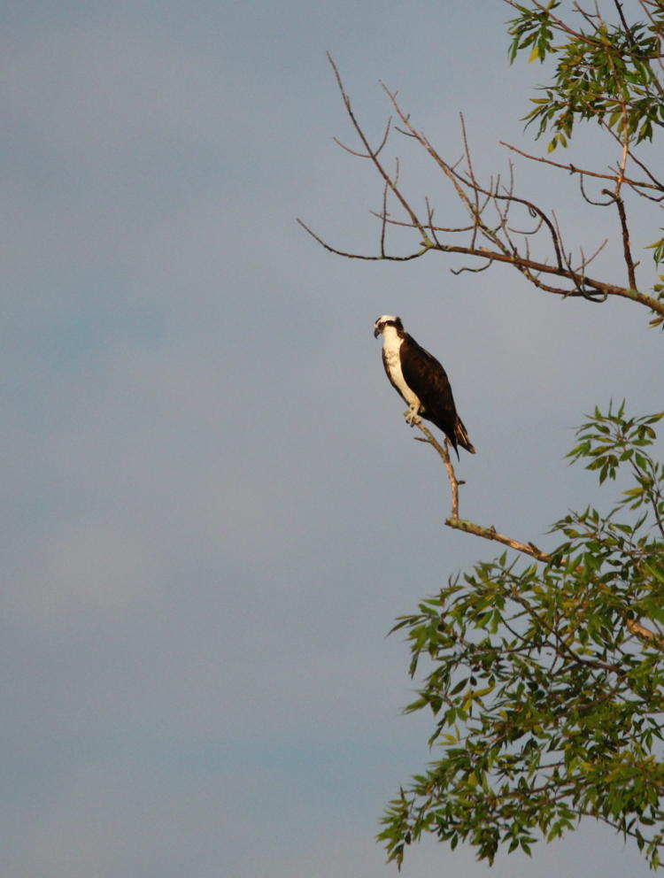 osprey Pandion Haliaetus perched in tree over lake