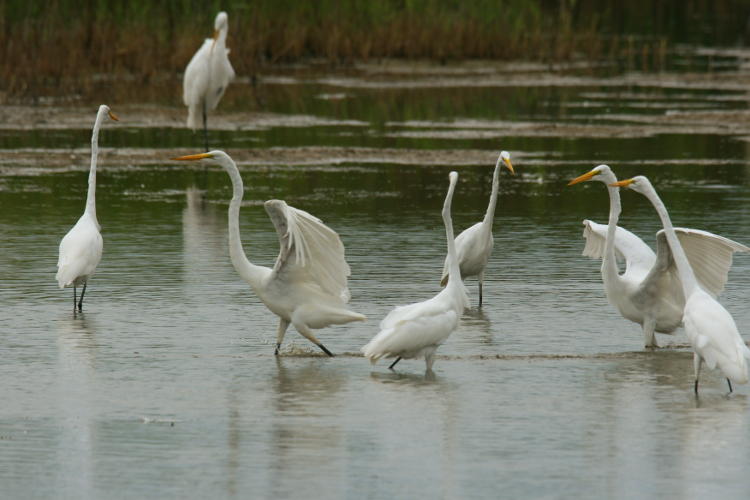 great egrets Ardea alba squabbling in shallow pool