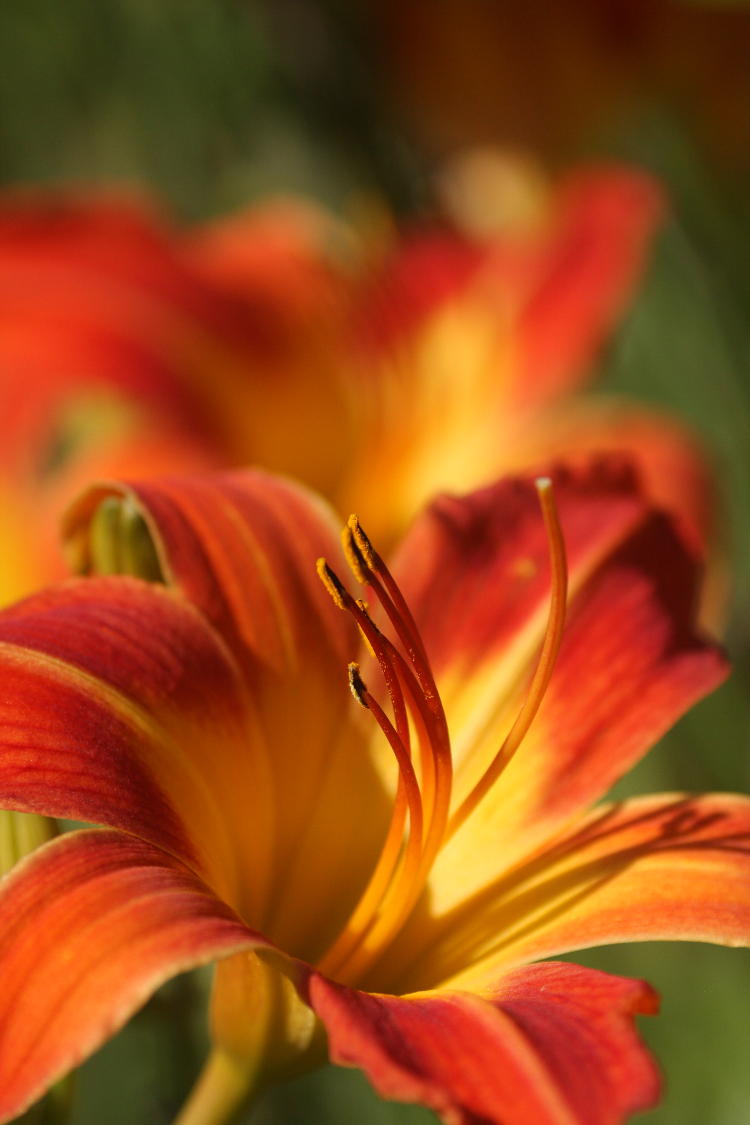 day lilies in varying focus