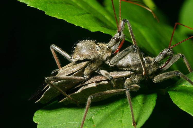 wheel bugs Arilus cristatus getting it on, I think