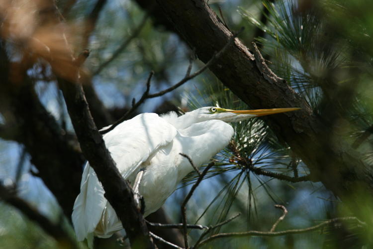 great egret Ardea alba in tree overhead