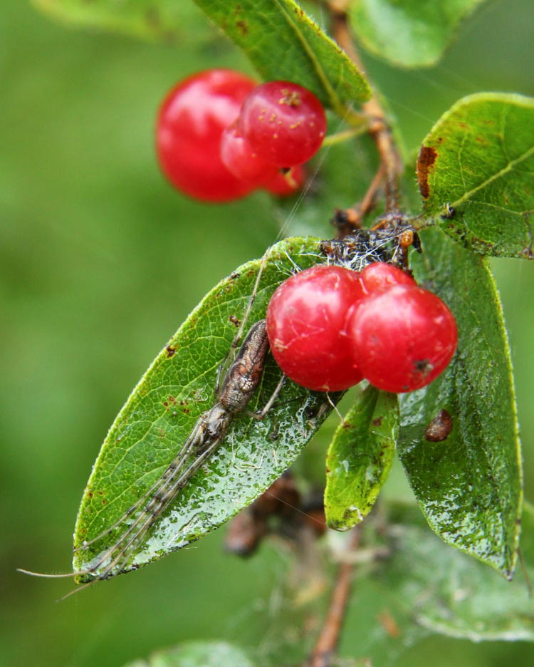 long-jawed orb weaver Tetragnatha hiding among berries