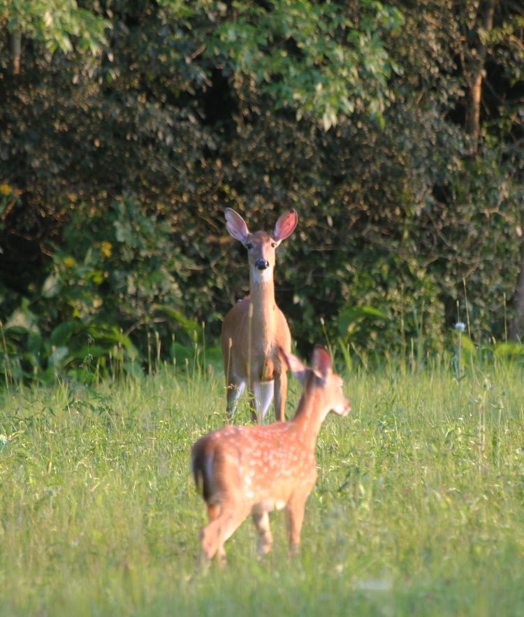 white-tailed deer Odocoileus virginianus doe and fawn