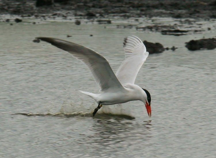 common tern Sterna hirundo skimming water in flight