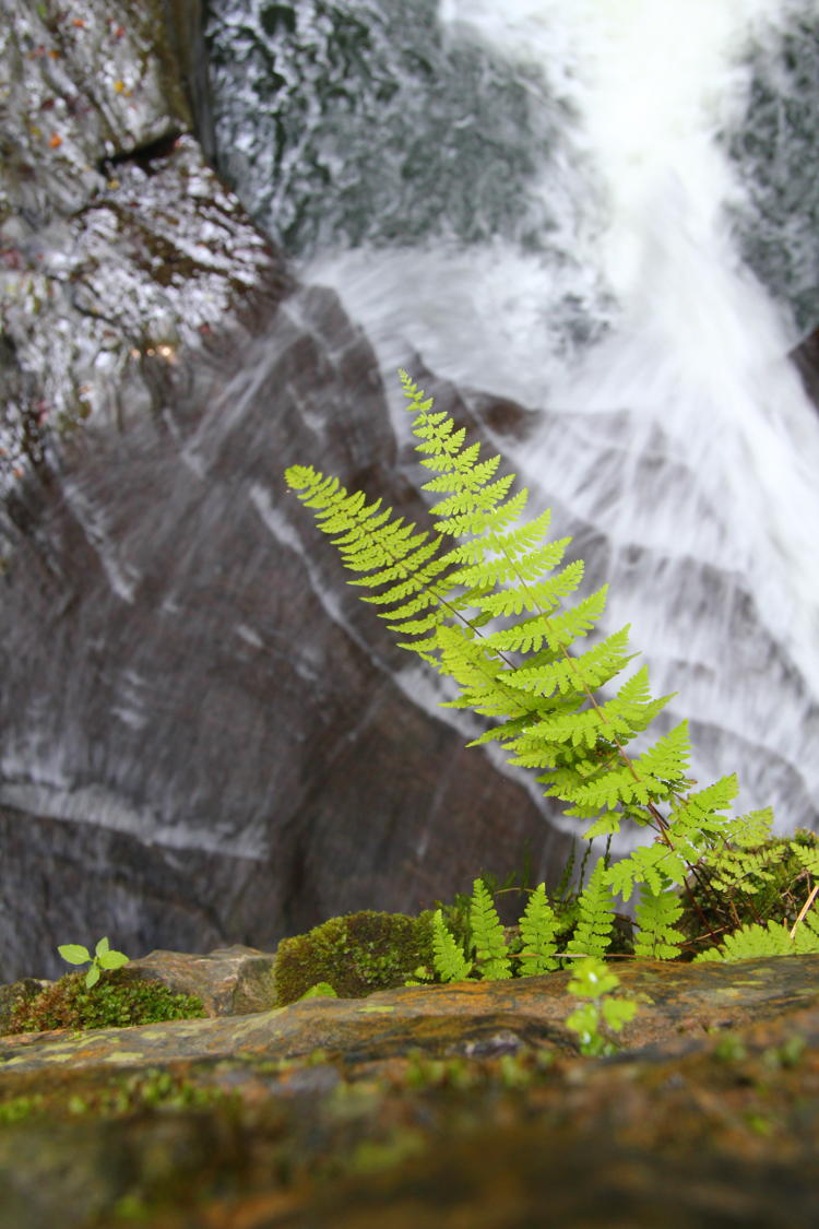 ferns about cascade in Watkins Glen, New York