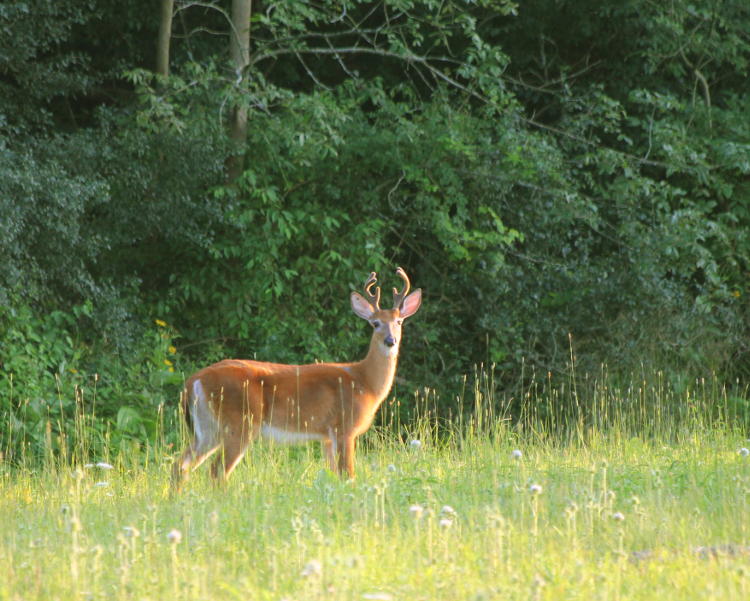 white-tailed deer Odocoileus virginianus buck with velvet antlers