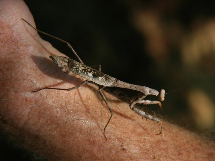 pregnant female Carolina mantis Stagmomantis carolina on arm