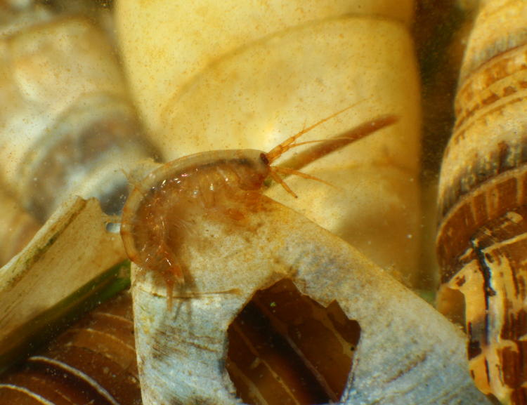 perhaps juvenile crayfish