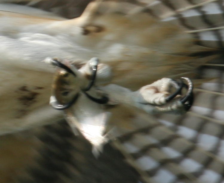 inset of frame showing osprey Pandion haliaetus talons and fish