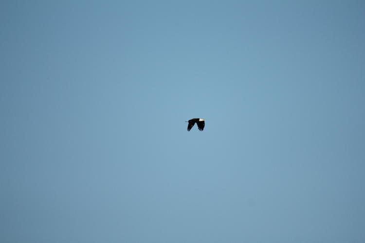 bald eagle Haliaeetus leucocephalus in flight, full frame