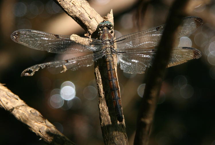 likely great blue skimmer Libellula vibrans with tattered hindwings