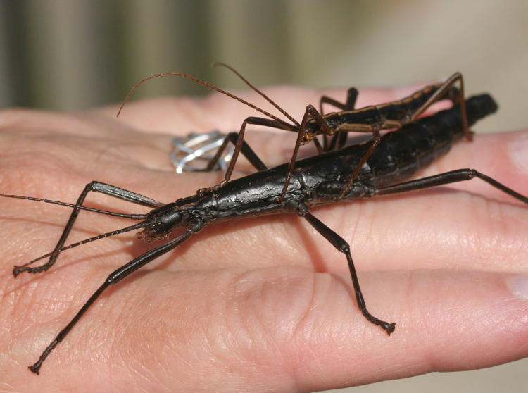 mating pair of southern two-striped walkingsticks Anisomorpha buprestoides on hand for scale