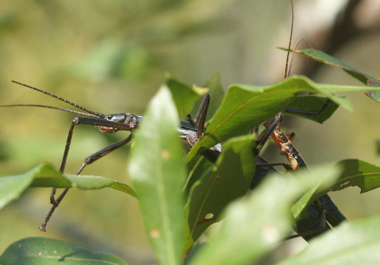 mating pair of southern two-striped walkingsticks Anisomorpha buprestoides within tree