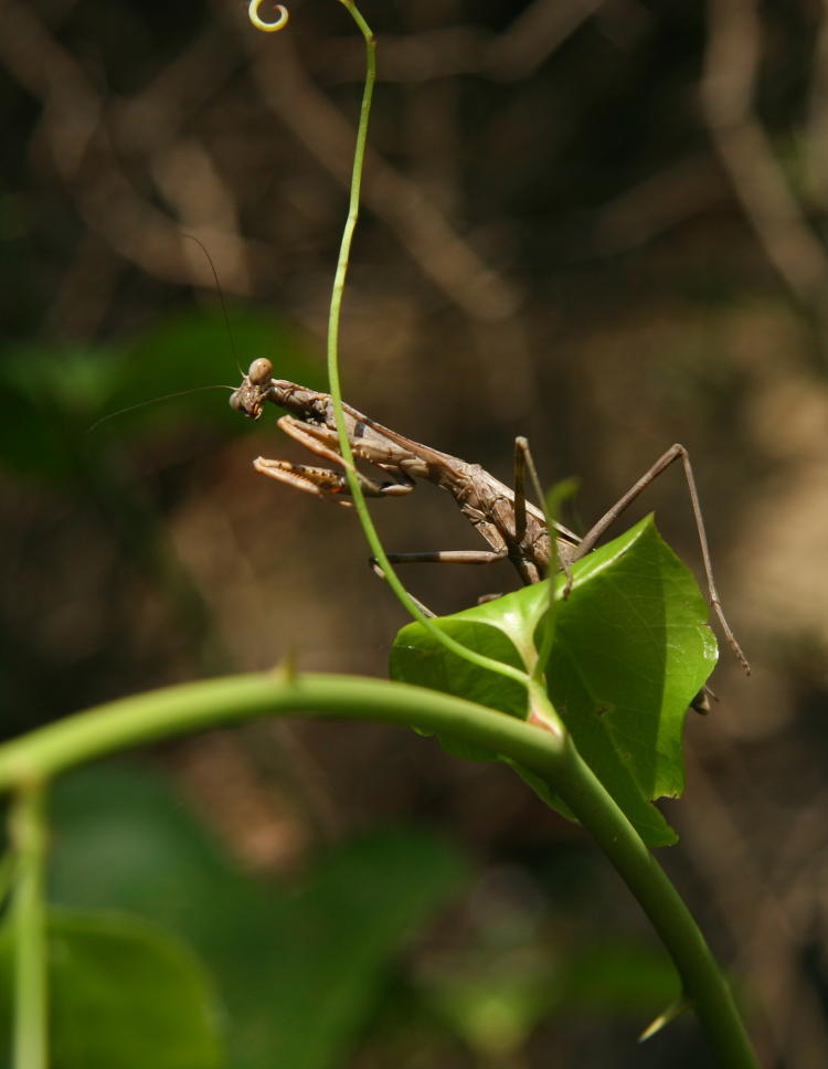 Carolina mantis Stagmomantis carolina posing on leaf